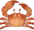 Crabe du soleil