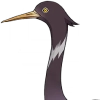 Violet Ibis