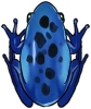 Blauer Frosch