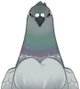 Pigeon cendré