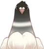 Pigeon royal noir