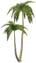 은빛 고리 야자나무 Icon