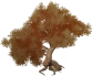 Érable rouge de Tianheng « Feuillage écarlate » Icon