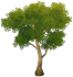 황엽 각사나무 Icon