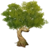 Зелёное приземистое дерево Icon