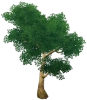 Árvore Osso de Espada de Folhas Verdes