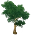 Árvore Osso de Espada de Folhas Verdes Icon