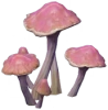 Mauve Shiverstroke Shroom