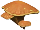 Sandy Domeshroom