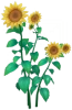 Sunflower Aquarelle