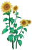 Sunflower Aquarelle Icon