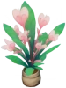 Hibiscus étoilé « Rosée de printemps »