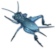 Mavi Cırcır Böceği
