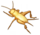 蟋蟀（金） Icon