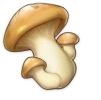 肥美的蘑菇