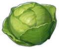 Cabbage ลูกโต