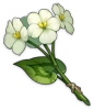 Свежий цветок цинсинь