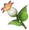 Hoa Calla Lily bị Slime ăn