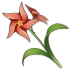 Kaliteli Rüzgargülü Çiçeği Icon