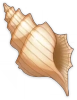 Mysterious Conch