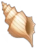 Mysterious Conch Icon
