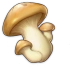 Funghi appena colti Icon