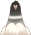 Pigeon royal noir